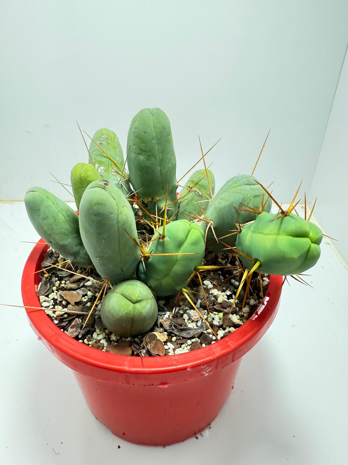 Cacti - Cluster Torch - Penis Cactus (bridgesii monstrose)-190mm