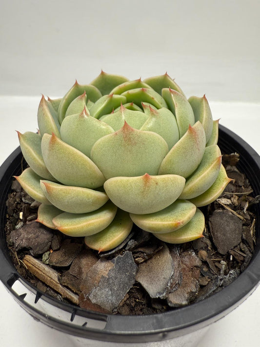 Echeveria Cosmo 130mm
