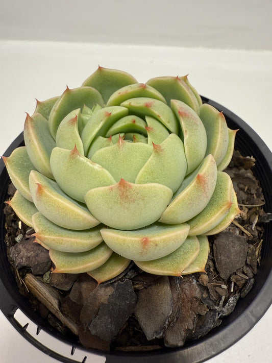 Echeveria Cosmo 130mm