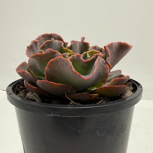 Echeveria Blue Curl 130mm