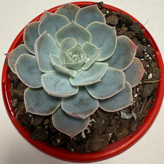 Echeveria Powder Blue 130mm