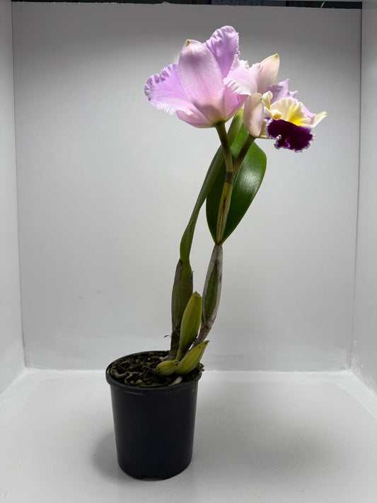 Orchid Cattleya #100