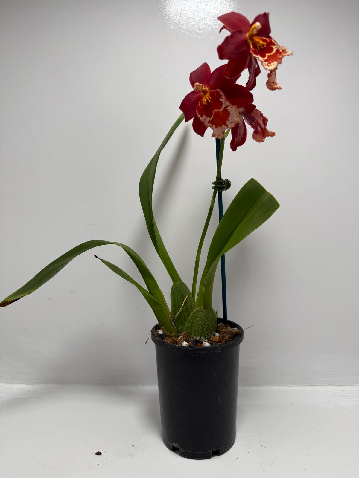 Vuystekearu Senorita Roja 100mm