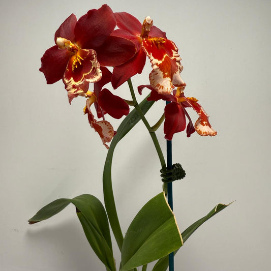 Vuystekearu Senorita Roja 100mm