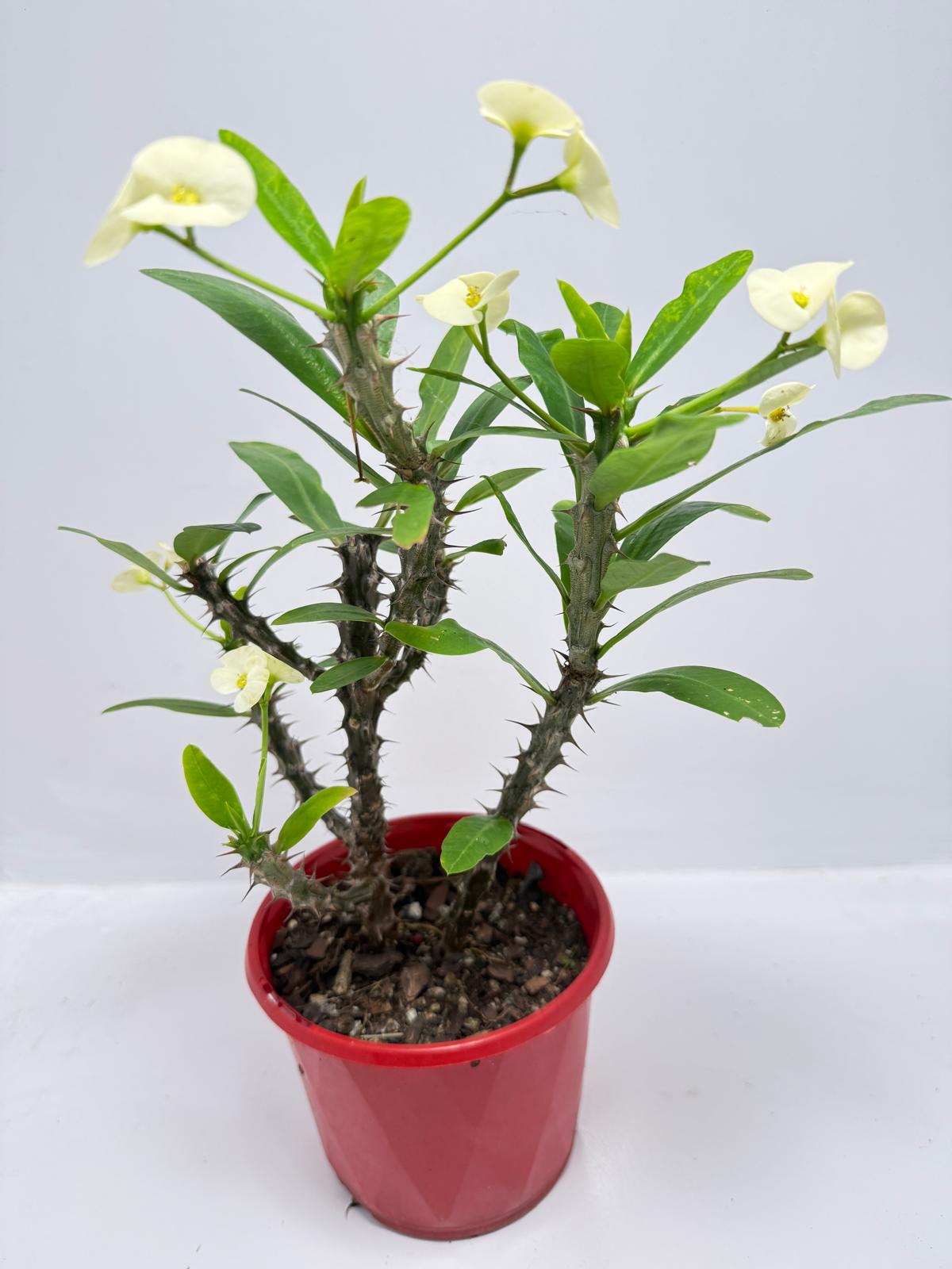 Euphorbia #402