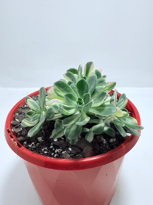 Aeonium Castello Piave Suncup Varigata– A Radiant Focal Point for Any Space 100mm