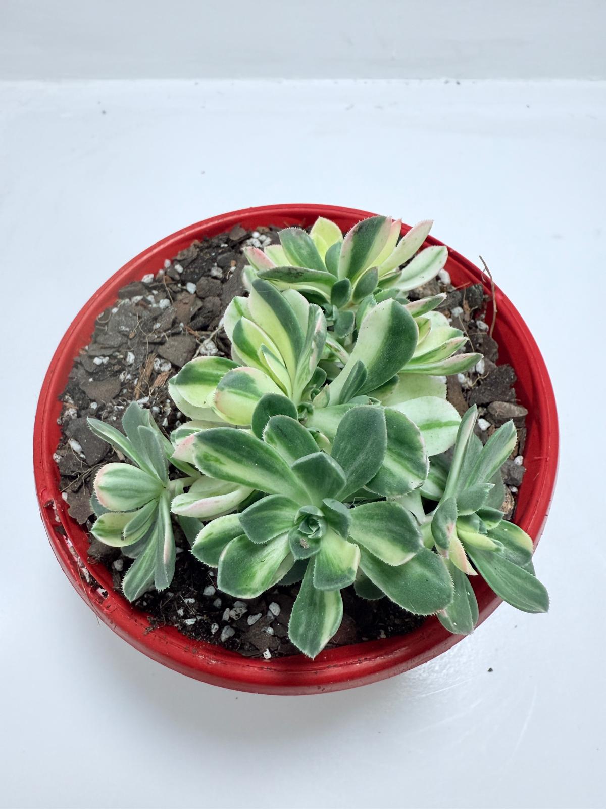 Aeonium Castello Piave Suncup Varigata– A Radiant Focal Point for Any Space 100mm