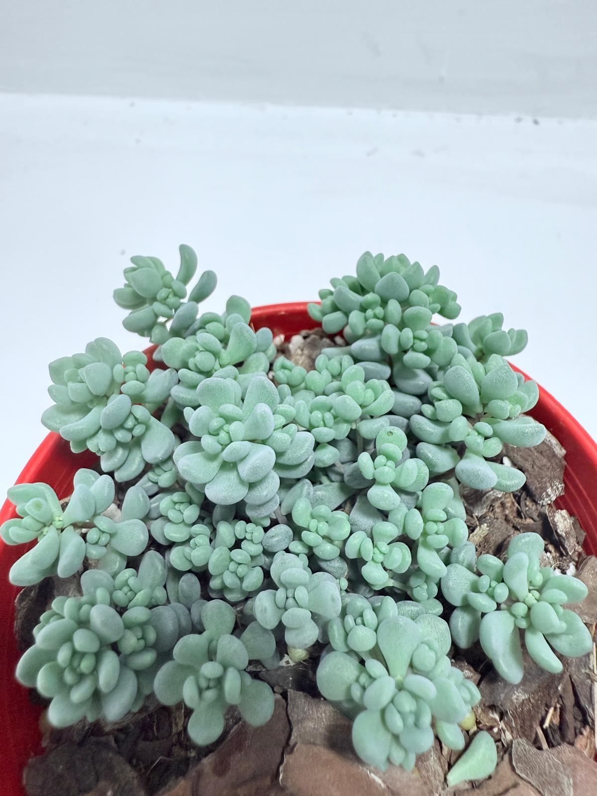 Sedum Dasyphyllum 'Lilac Mound' - Corsican Stonecrop