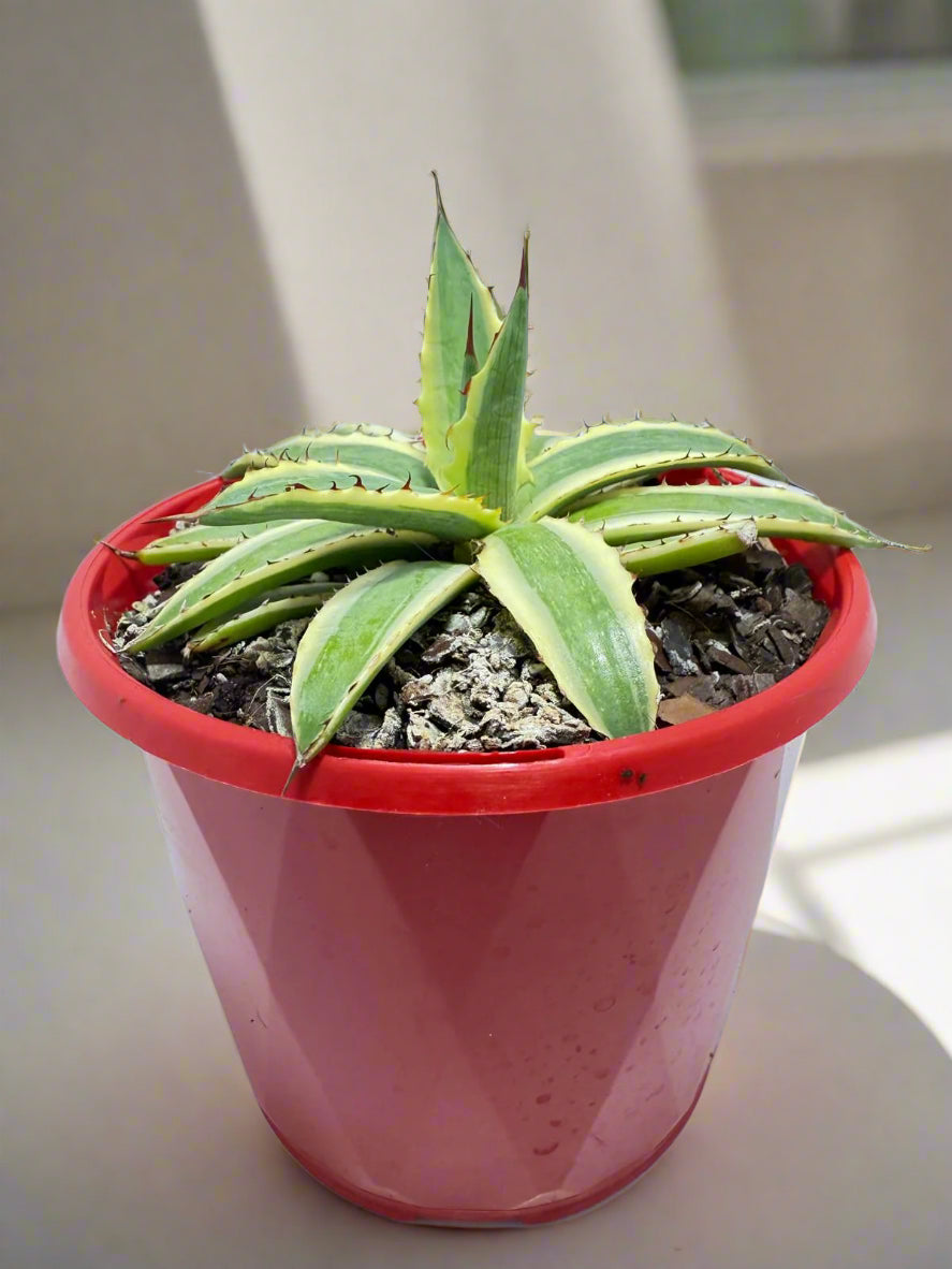 Buy Agave xylonacantha Variegated 'Frostbite'