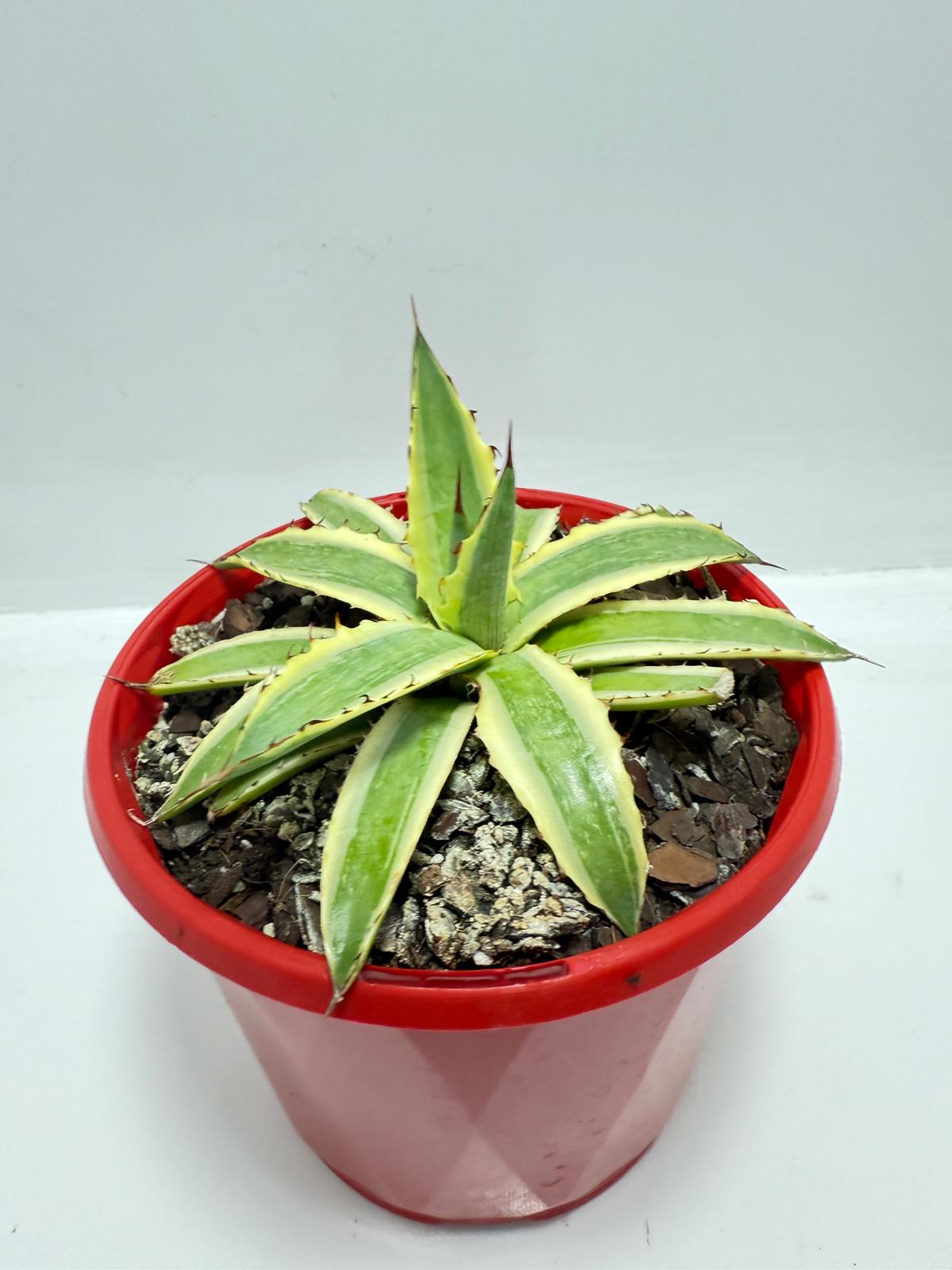 Agave Xylonacantha Variegated Frostbite 130mm