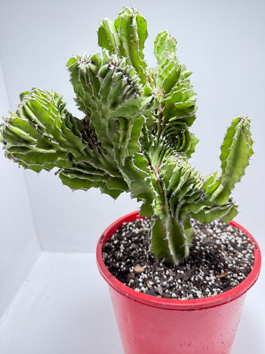 Euphorbia Kibwezensis #86
