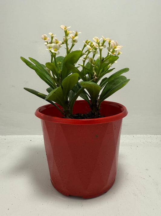 Euphorbia Milli White - Tiny Flowers 80mm