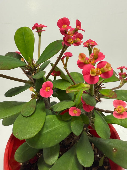 Euphorbia Milli Pink - Tiny Flowers #701