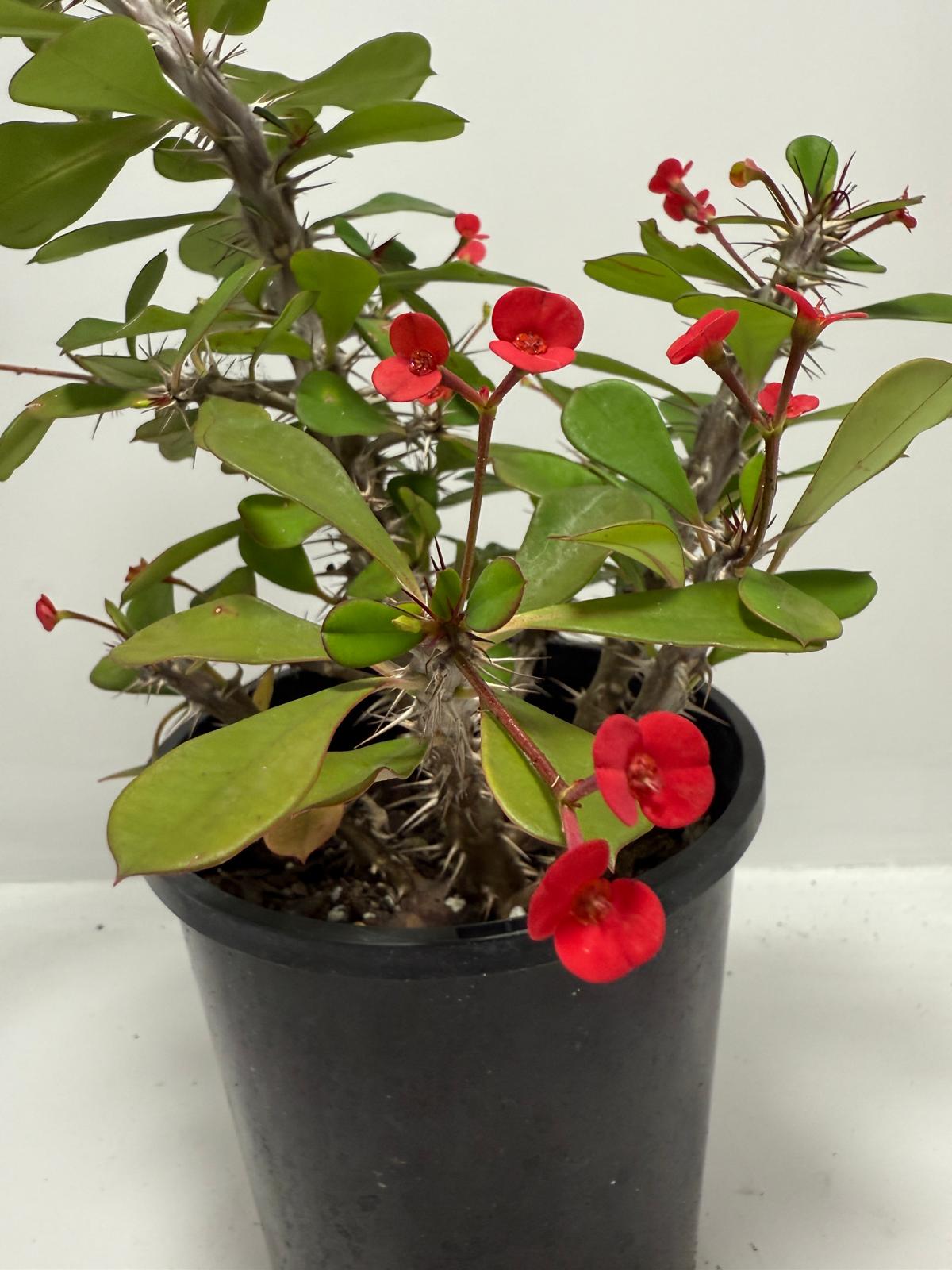 Euphorbia Milli #703