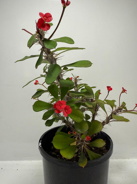 Euphorbia Milli #703