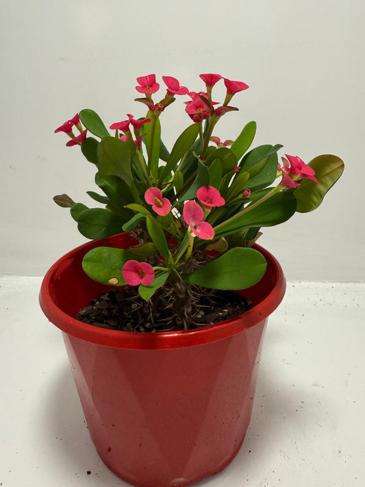 Euphorbia Milli Pink - Tiny Flowers #706