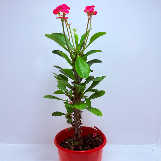 Euphorbia Milli #712