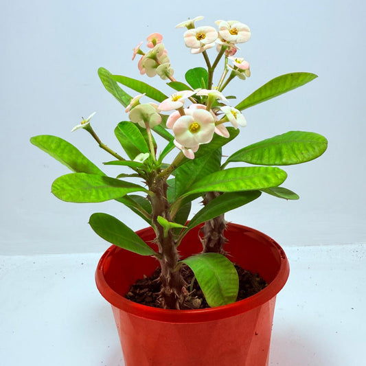 Euphorbia Milli #720