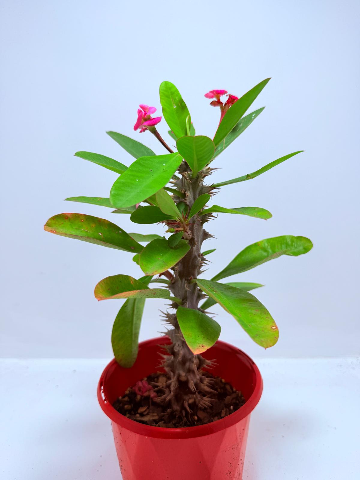 Euphorbia Milli #726