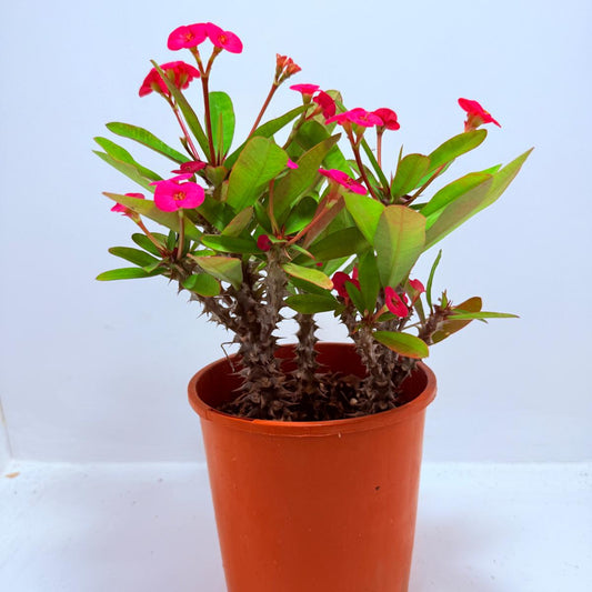 Euphorbia Milli #727 three in one