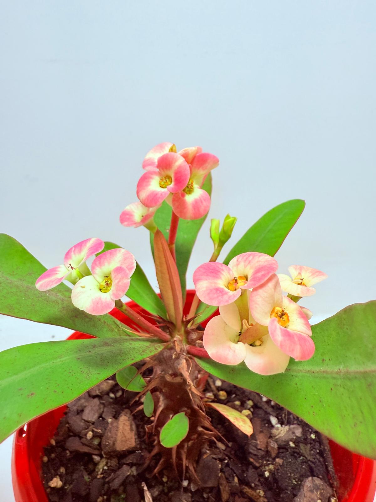 Euphorbia Milli #718