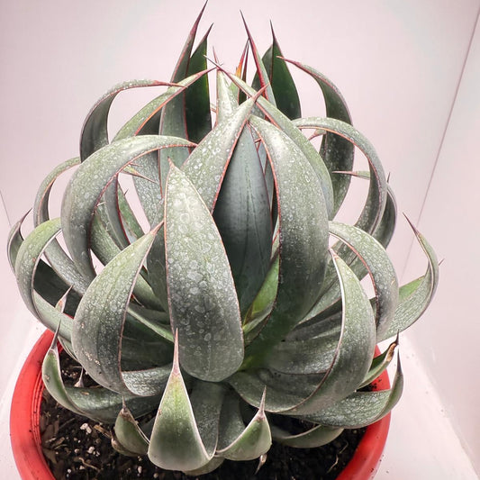 Advance Mangave Praying hands - 4 yrs old