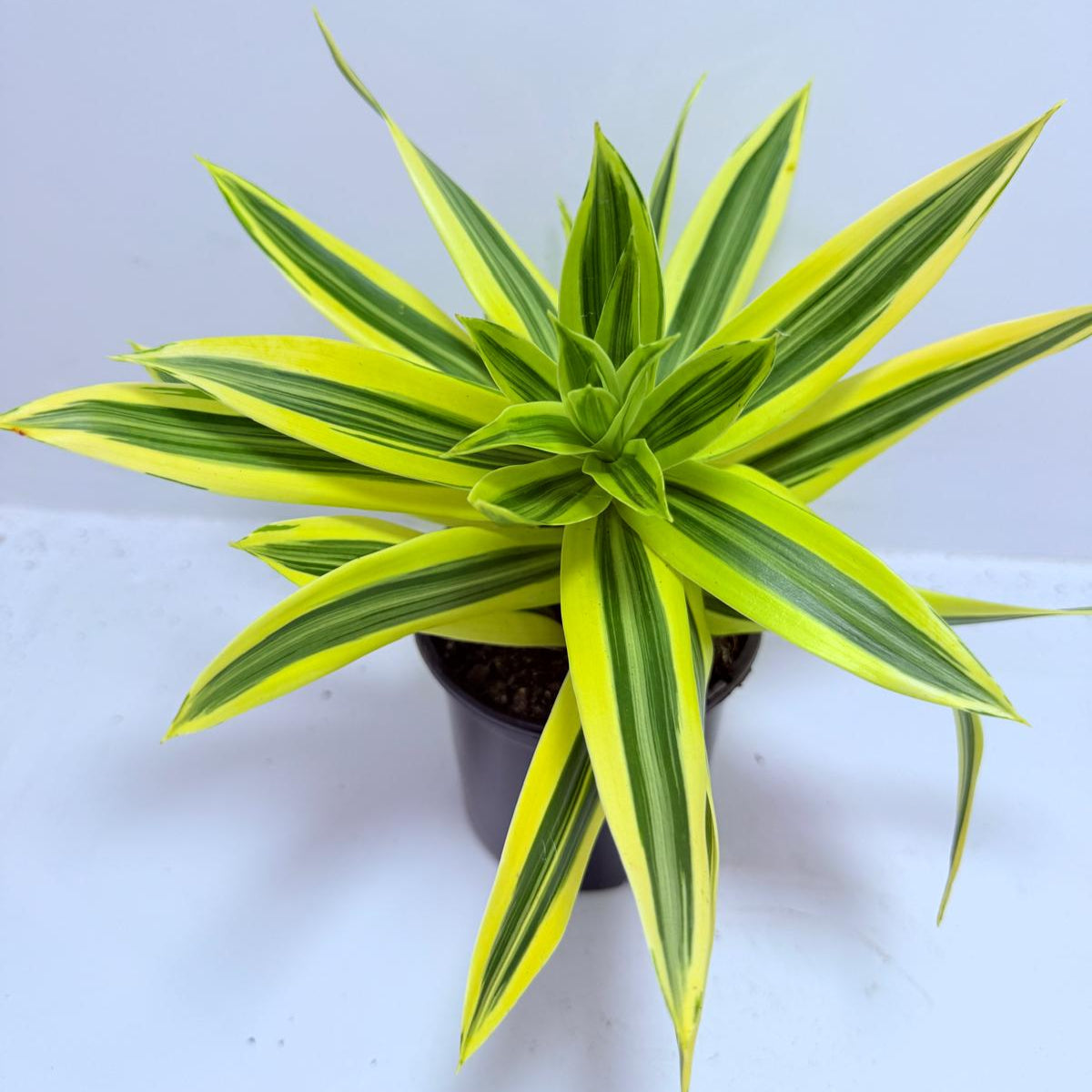 dracaena in hindi Dracaena reflexa Song of India 130mm