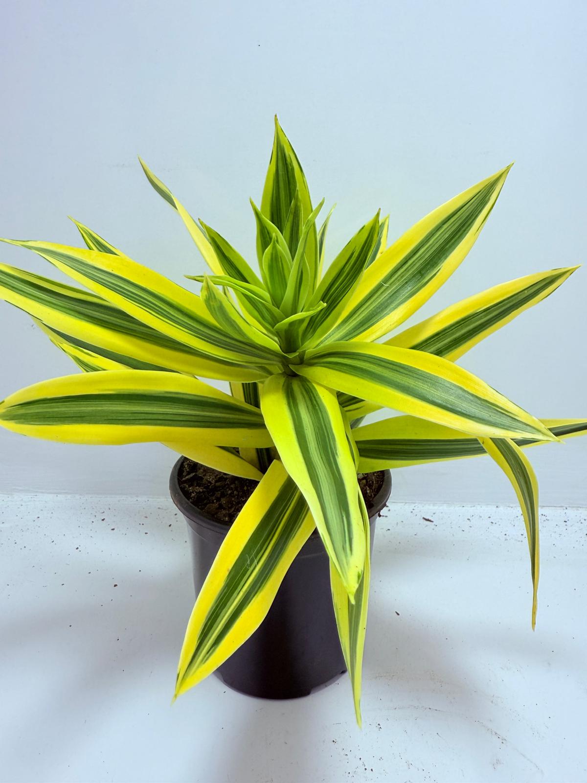 Dracaena reflexa Song of India 130mm