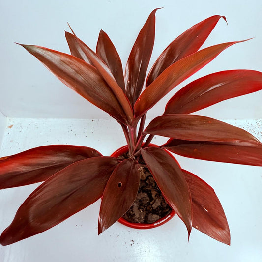 Cordyline fruticosa Tango- 130mm