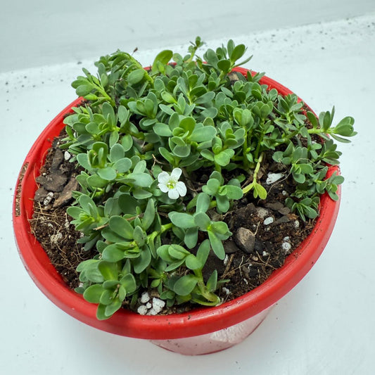 Brahmi (Bacopa Monnieri ) Brain tonic “Lunuwila” - 130mm