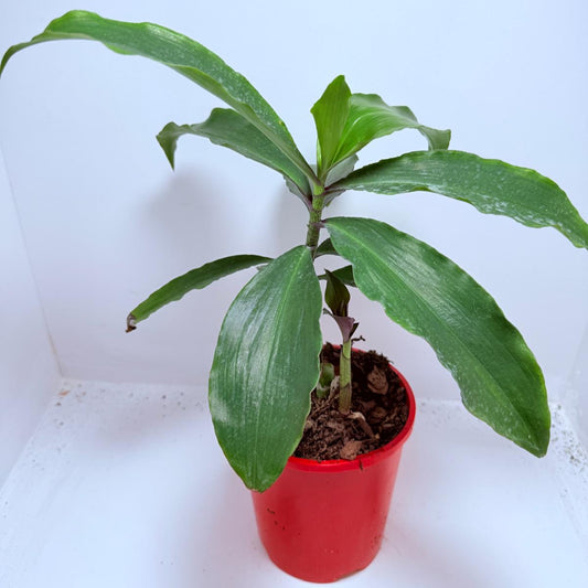 Blue Ginger (Dichorisandra thyrsiflora)