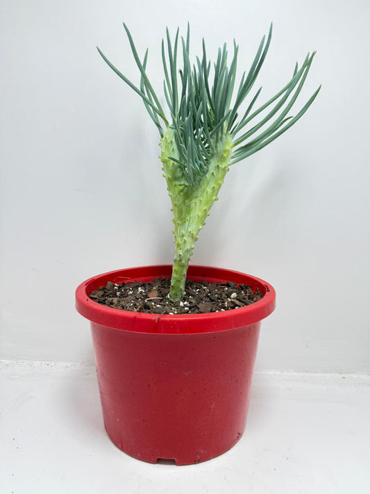 Mermaid Tail : Crested Senecio Talinoides - Narrow Leaf Chalk Stick #902