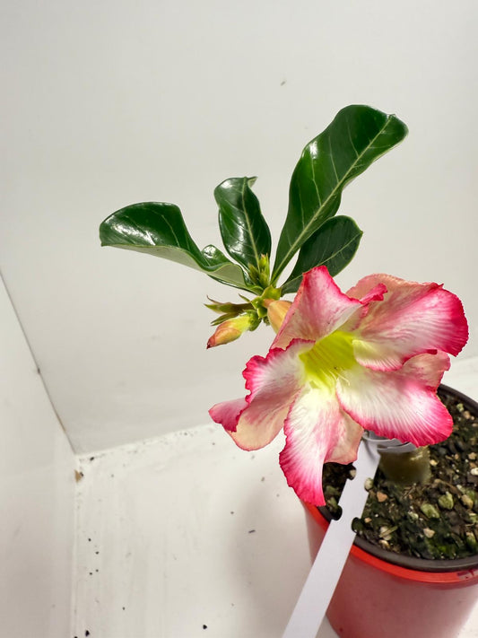 Desert Rose - Adenium Obesum #2