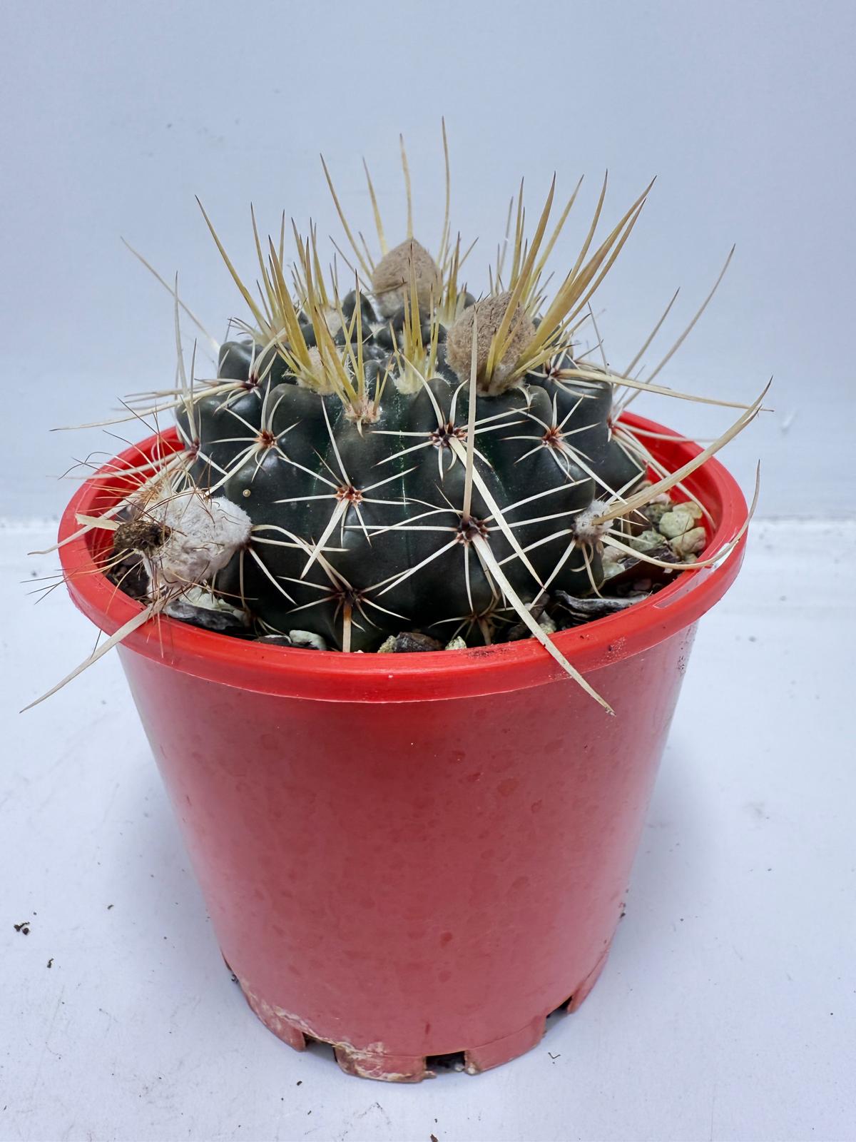 Cacti - Parodia Mammulosa