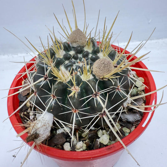 Cacti - Parodia Mammulosa