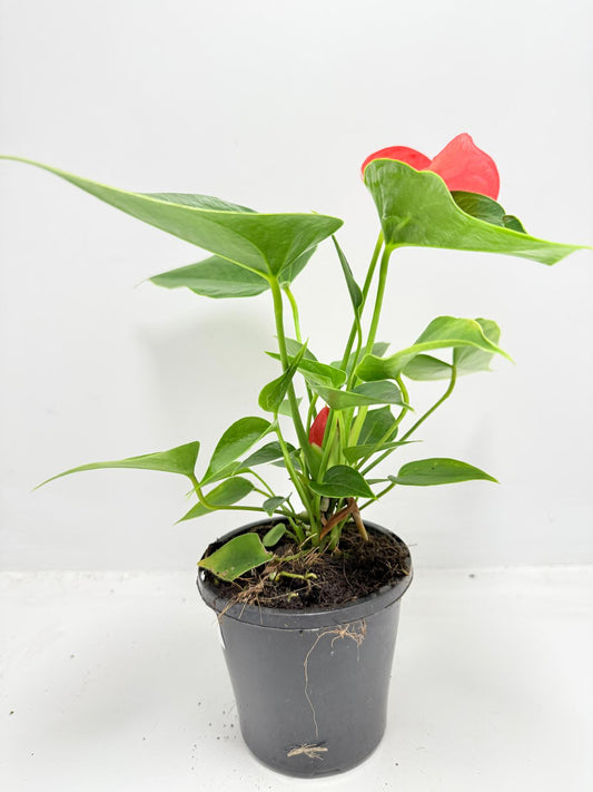Anthurium Michigan 100mm with pot