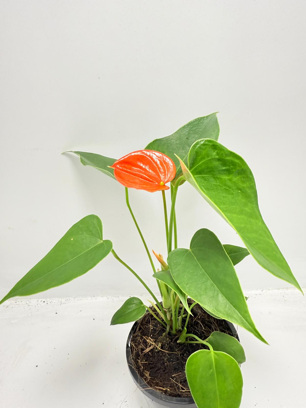 Anthurium Florida - 100mm with pot