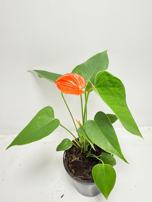 Anthurium Florida 100mm with pot