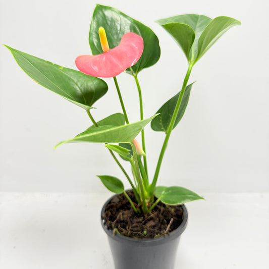 Anthurium Amanthi - 100mm pot size