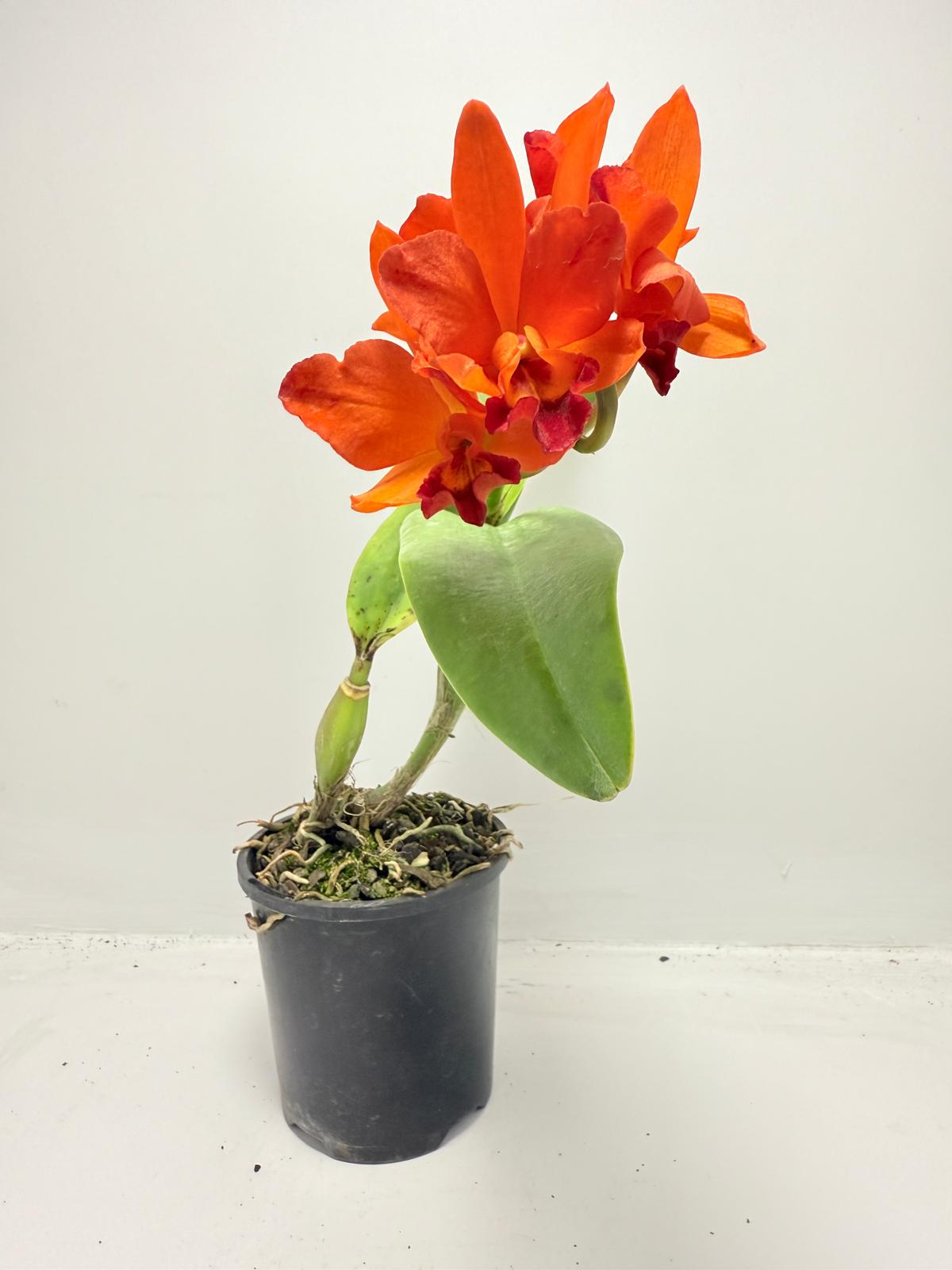 CTT. Fire Dance Blanche 100mm