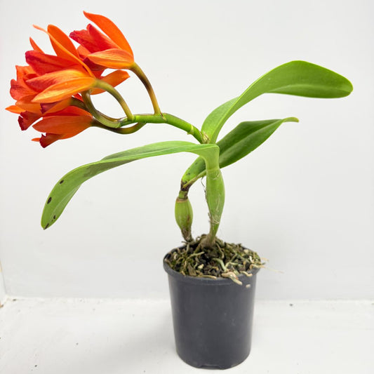 CTT. Fire Dance Blanche 100mm