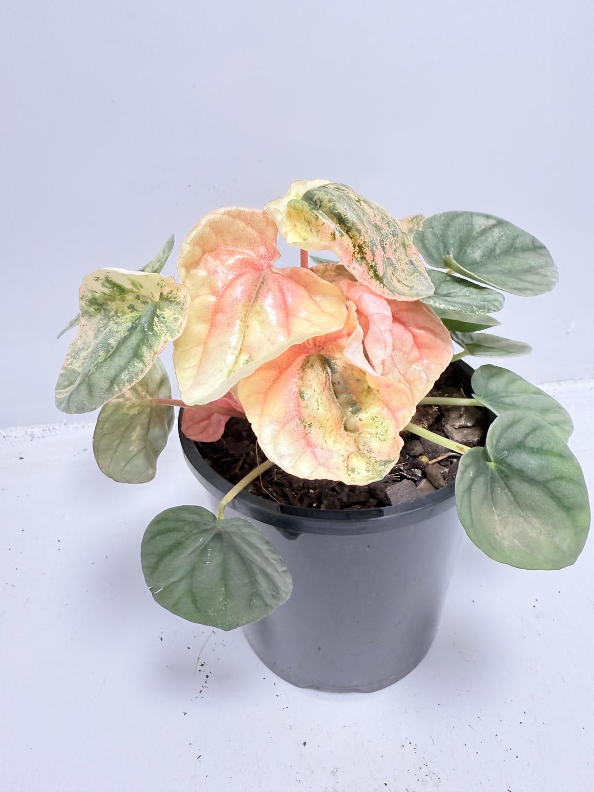 Peperomia ‘Pink Lady’ 100mm