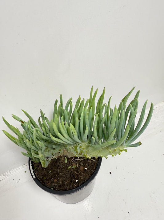 Mermaid Tail : Crested Senecio Talinoides - Narrow Leaf Chalk Stick #920