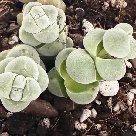 Crassula Plegmatoides – Crassula Arta 130mm