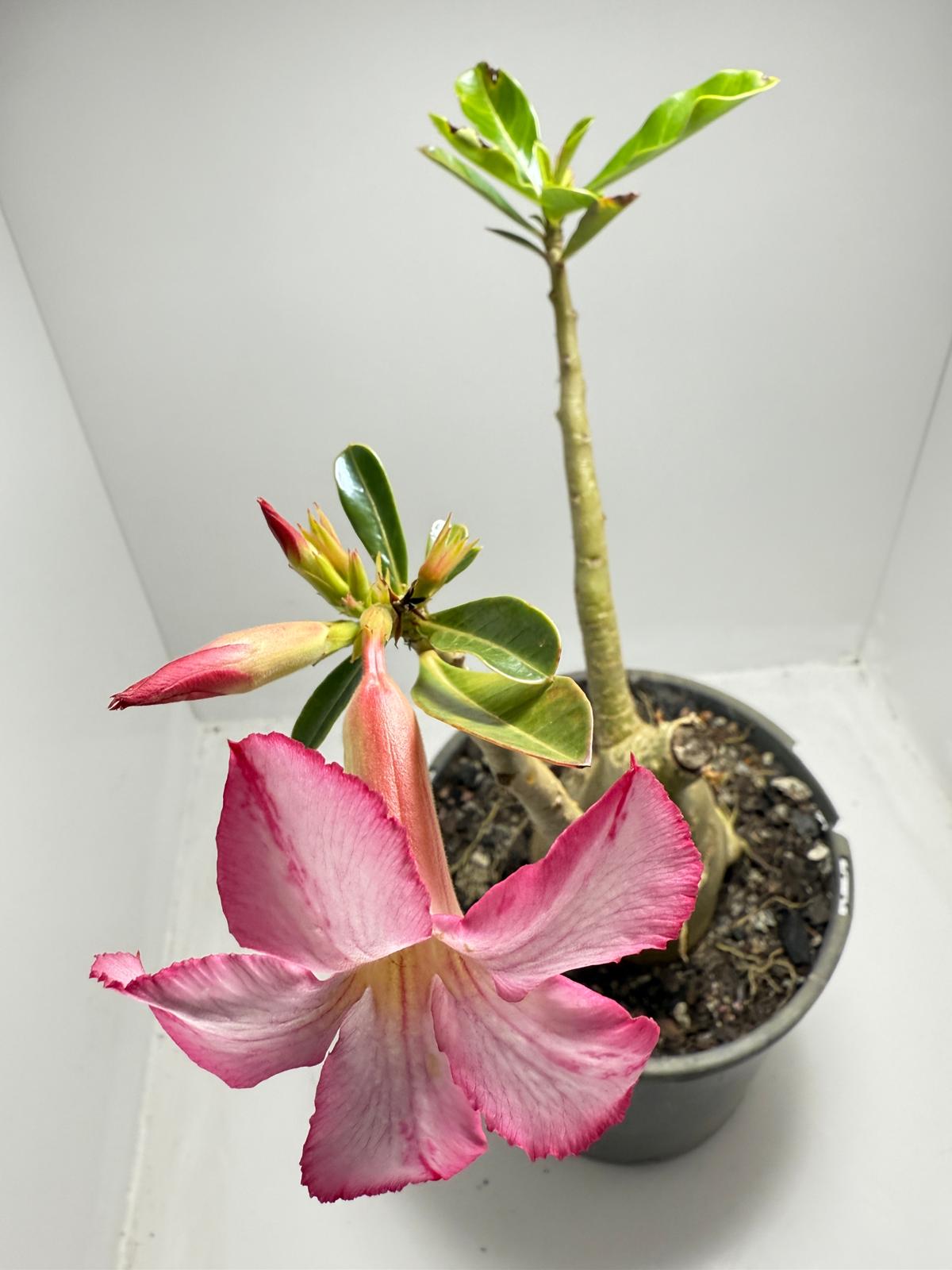 Desert Rose - Adenium Obesum #187