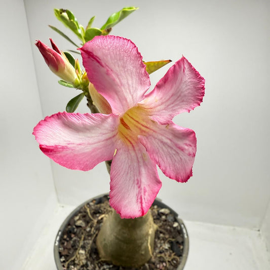 Desert Rose - Adenium Obesum #187