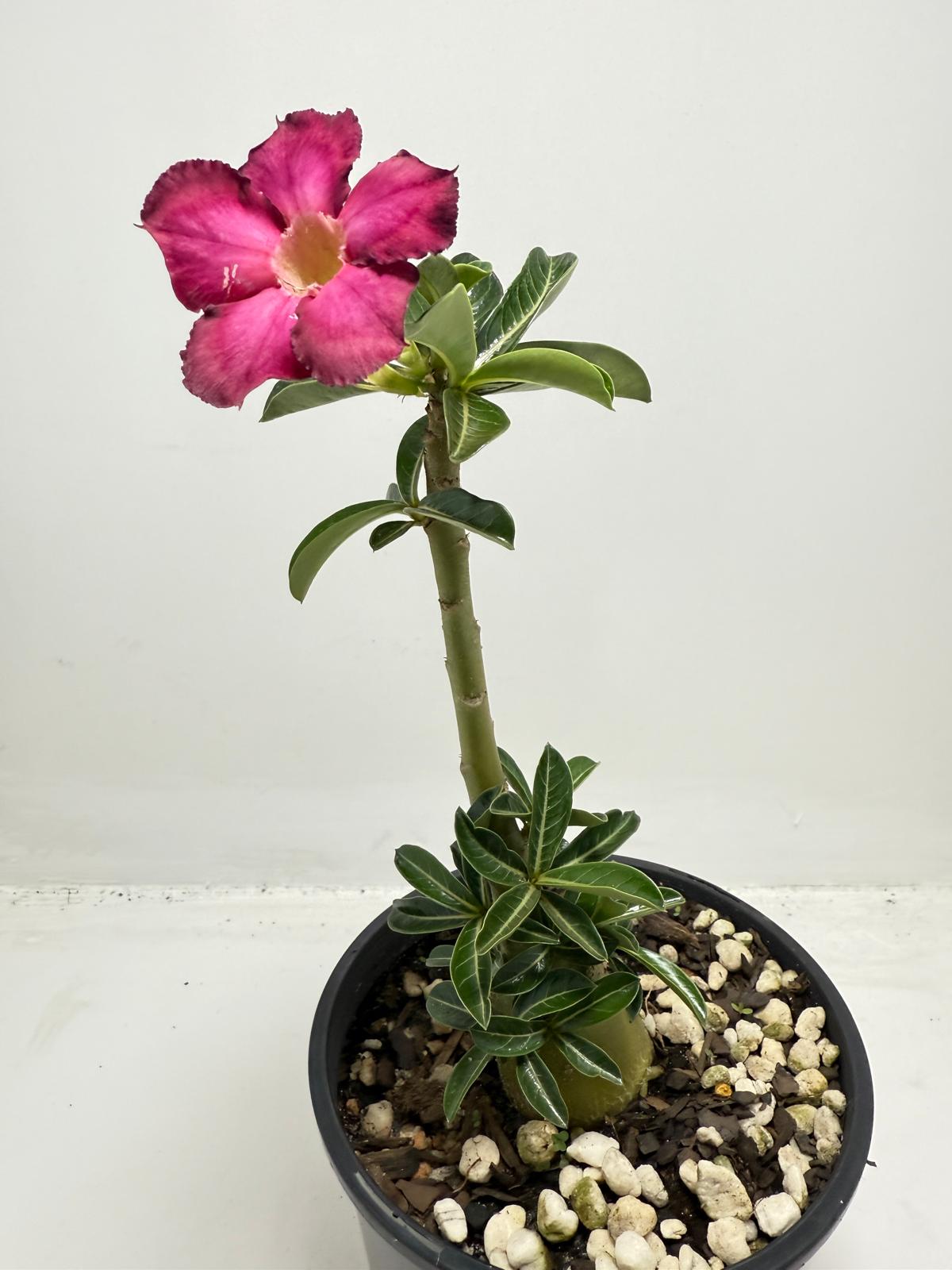 Desert Rose - Adenium Obesum #440