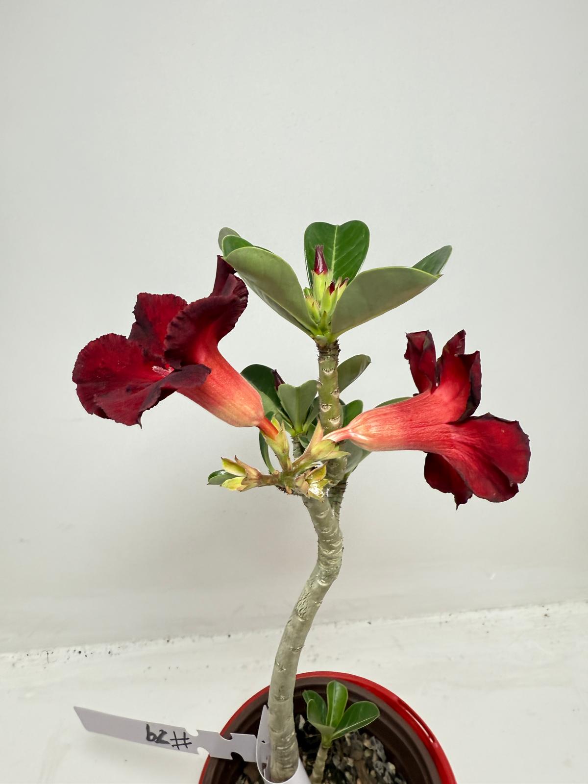 Desert Rose - Adenium Obesum # 62 N