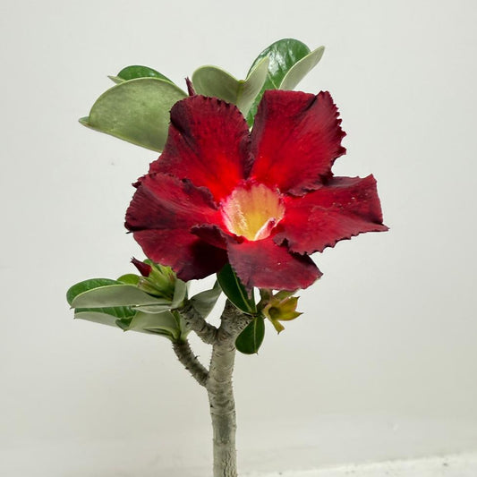 Desert Rose - Adenium Obesum # 62 N
