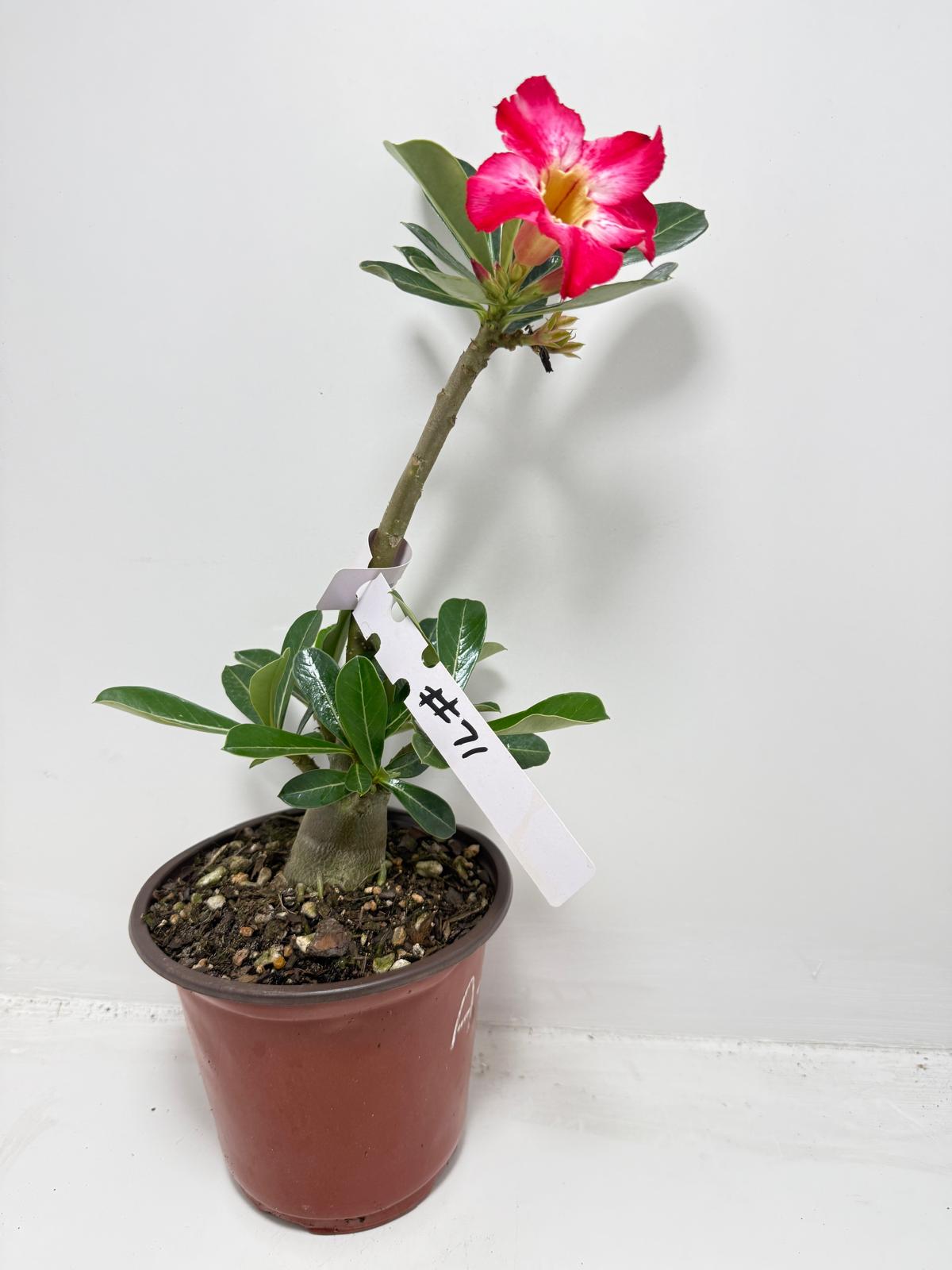 Desert Rose - Adenium Obesum #71